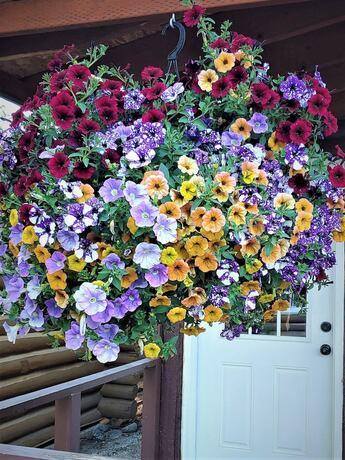 Imagen de la habitación del Hotel Log Cabin Motel. Foto 18