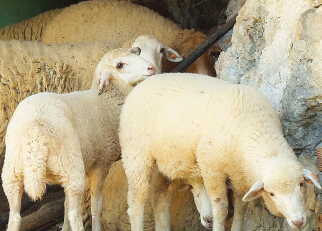 Imagen de los exteriores del Hotel Los Chozos. Foto 8