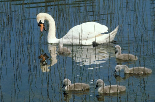 Imagen de los exteriores del Hotel Lough Allen Hotel y Spa. Foto 9