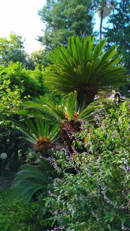 Imagen general del Hotel Lucciola, Bordighera. Foto 1