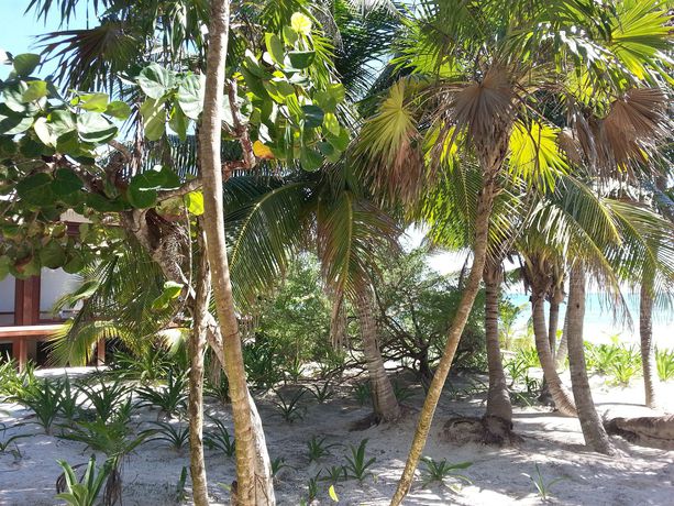 Imagen de los exteriores del Hotel Lula Tulum - Colibri Boutique Hotels. Foto 12
