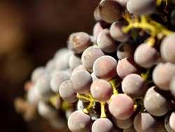 Imagen general del Hotel MAS CAN ROS. Foto 2