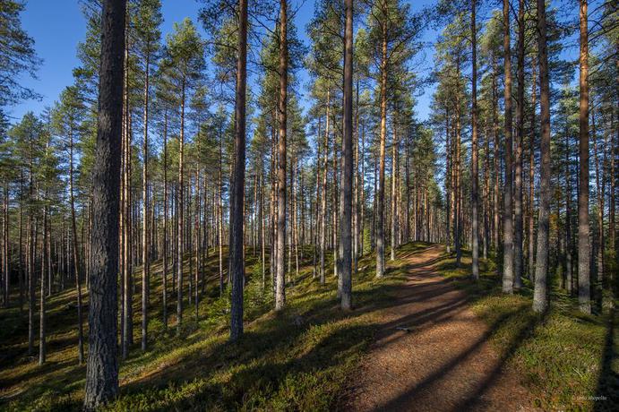 Imagen de los exteriores del Hotel MESIKAMMEN. Foto 8