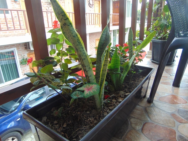 Imagen de los exteriores del Hotel MIRAMAR LODGE. Foto 10