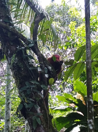 Imagen general del Hotel Macaw Jungle Expeditions. Foto 4