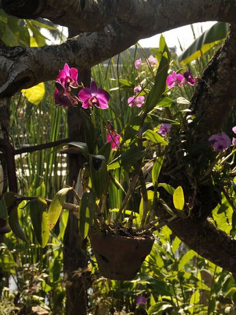 Imagen de los exteriores del Hotel Maison Dalabua. Foto 13