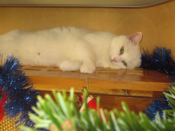 Imagen de los interiores del Hotel Maison Durante. Foto 14