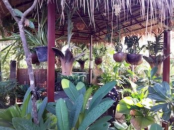 Imagen general del Hotel Malita Angkor Villa. Foto 3