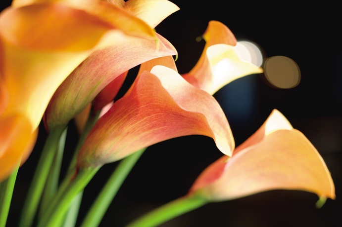 Imagen de la habitación del Hotel Mandarin Oriental, Geneva. Foto 8