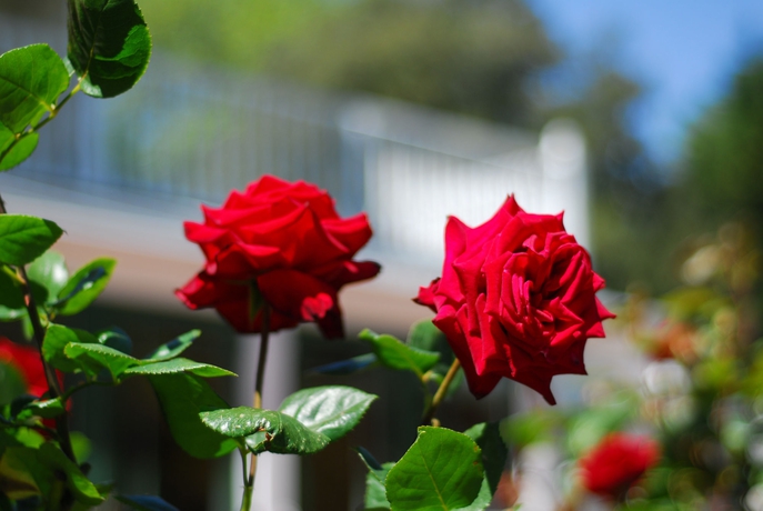 Imagen de los exteriores del Hotel Mangapapa. Foto 16