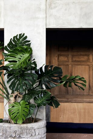 Imagen general del Hotel Mangroove Bay Boutique Hostel. Foto 4