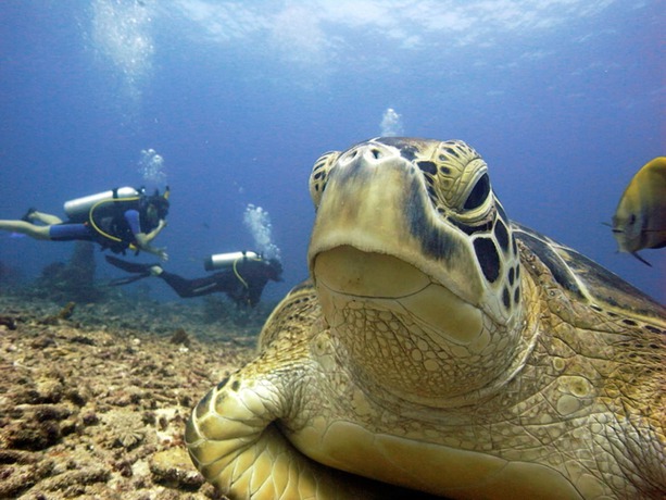 Imagen general del Hotel Manta Dive Resort Gili Air. Foto 1