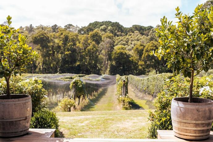 Imagen general del Hotel Mantons Creek Estate and Lodge. Foto 10