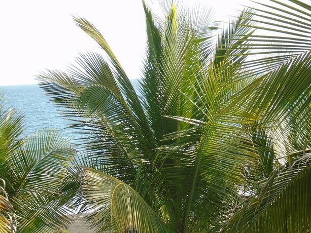 Imagen general del Hotel Marbella Eco Lodge. Foto 9