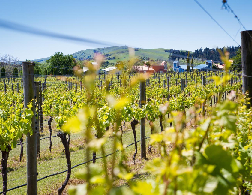 Imagen general del Hotel Margrain Vineyard Villas. Foto 16