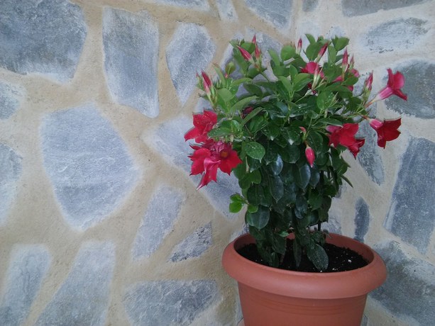 Imagen de los interiores del Hotel Maria Studios and Apartments. Foto 18