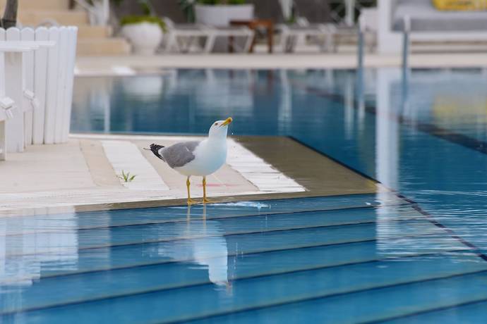 Imagen de la piscina del Hotel Mark Warner Phokaia Beach Resort. Foto 20