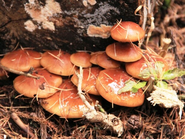 Imagen general del Hotel Marunaka Lodge. Foto 2