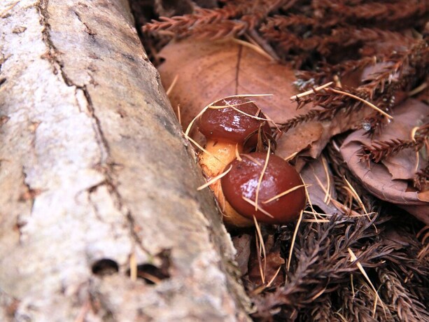 Imagen general del Hotel Marunaka Lodge. Foto 6