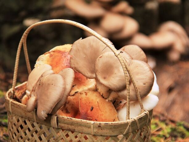 Imagen general del Hotel Marunaka Lodge. Foto 8