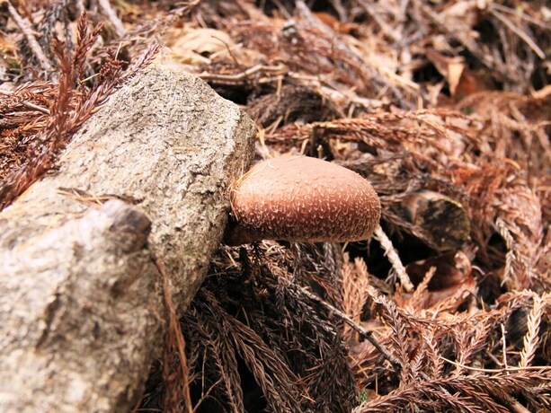 Imagen general del Hotel Marunaka Lodge. Foto 9