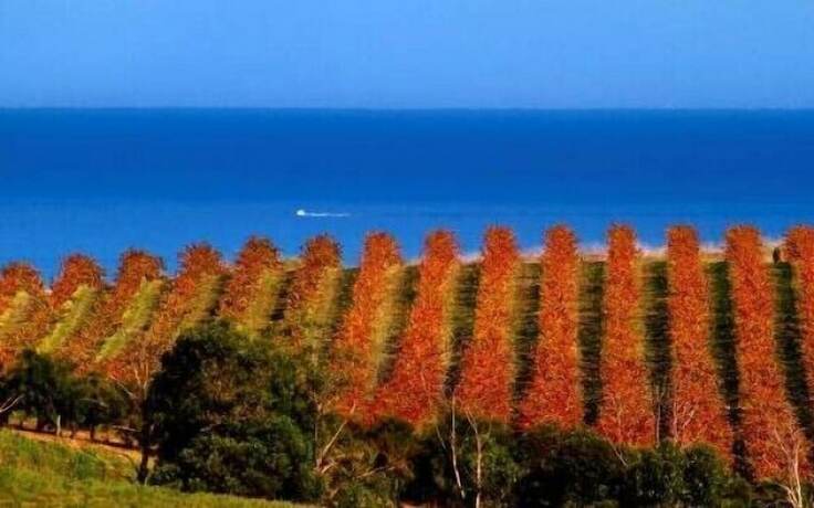 Imagen general del Hotel Mclaren Vale Backpackers. Foto 3