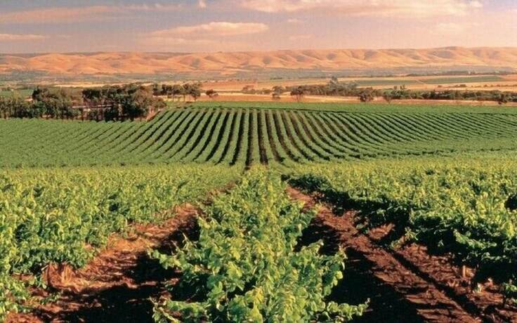Imagen general del Hotel Mclaren Vale Backpackers. Foto 6