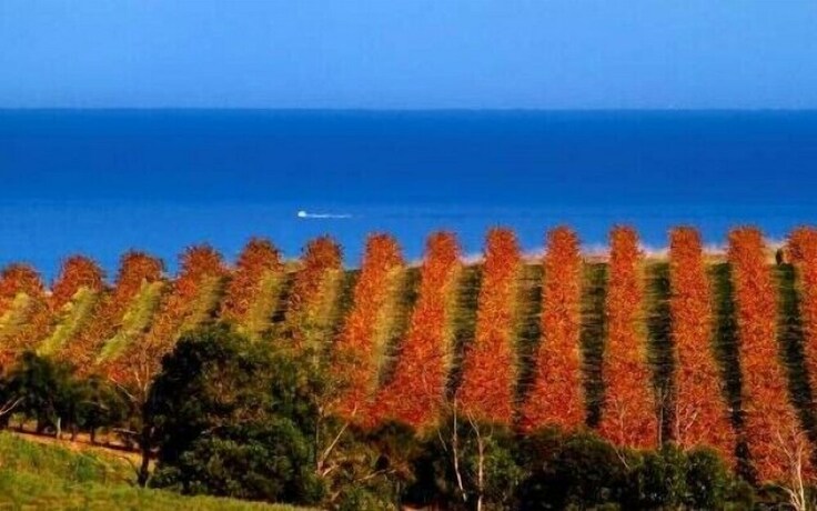 Imagen de los interiores del Hotel Mclaren Vale Backpackers. Foto 20