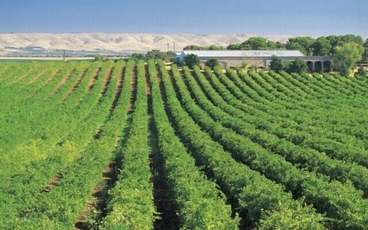 Imagen de los exteriores del Hotel Mclaren Vale Backpackers. Foto 18