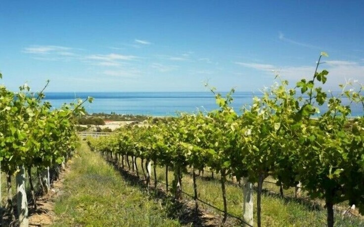 Imagen de los exteriores del Hotel Mclaren Vale Backpackers. Foto 19