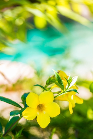 Imagen de los exteriores del Hotel Melaleuca Resort. Foto 5