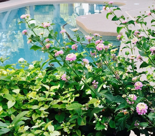 Imagen de la piscina del Hotel Midtown Garden. Foto 18