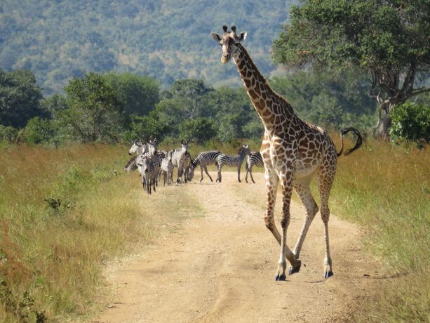 Imagen general del Hotel Mikumi Wildlife Camp. Foto 6