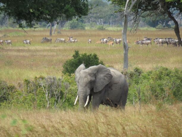 Imagen general del Hotel Mikumi Wildlife Camp. Foto 11