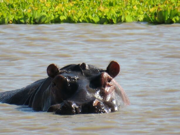 Imagen general del Hotel Mikumi Wildlife Camp. Foto 15