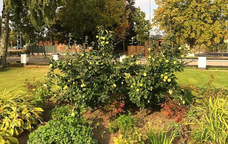 Imagen general del Hotel Milano Garden - City Bungalow l, I Gr&auml;nssnittet Till Kullabygdens P&auml;rlor. Foto 6