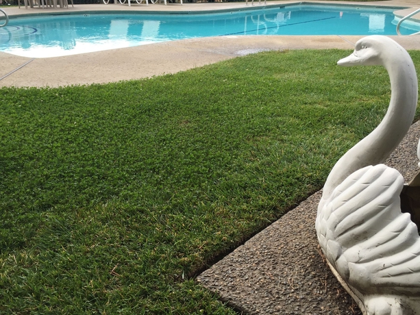 Imagen de la piscina del Hotel Miners Inn. Foto 12