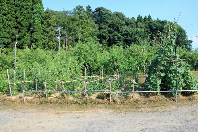 Imagen general del Hotel Minshuku Ikemori. Foto 3