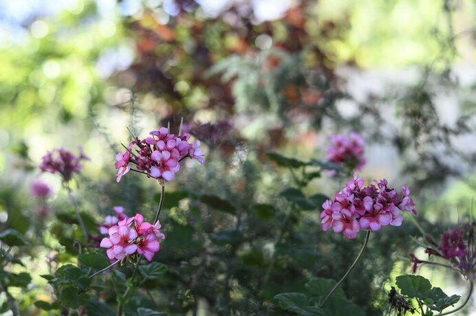 Imagen de los exteriores del Hotel Miriams Cottage. Foto 29