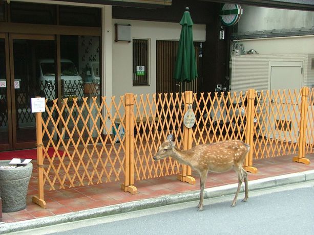 Imagen de los interiores del Hotel Miyajima New Kotobuki. Foto 11