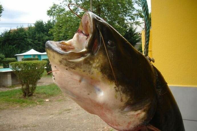 Imagen general del Hotel Mobilhome Camping Arquebuse. Foto 8