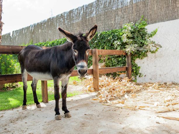 Imagen general del Hotel Molinos De Padul. Foto 6