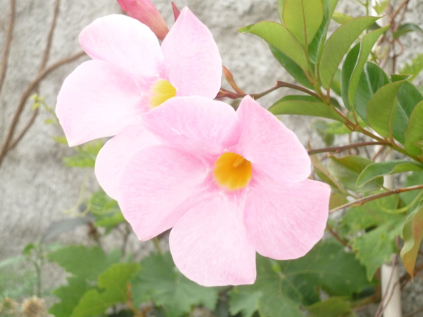 Imagen de los exteriores del Hotel Monte Carlo. Foto 13