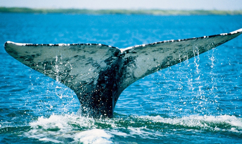 Imagen general del Hotel Monterey Tides. Foto 2