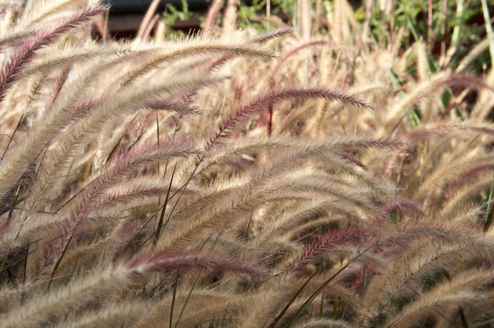 Imagen de los exteriores del Hotel Morena Resort. Foto 6