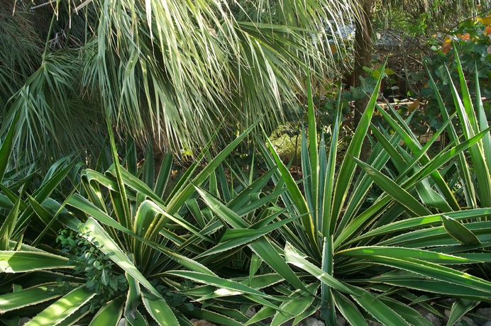 Imagen de los exteriores del Hotel Morena Resort. Foto 8