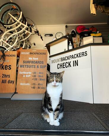 Imagen general del Hotel Mount Backpackers. Foto 15