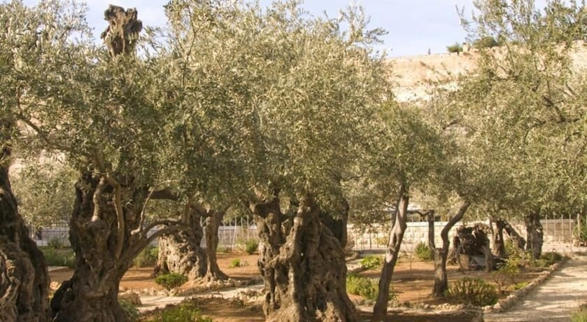 Imagen de los exteriores del Hotel Mount Of Olives. Foto 7