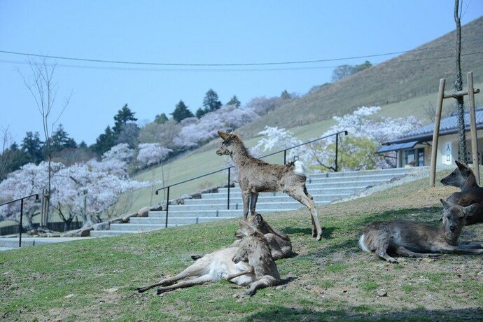 Imagen general del Hotel Mountain Home Lodge In Deer Park. Foto 3