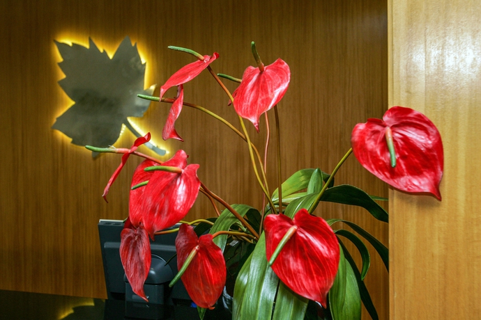 Imagen de los interiores del Hotel Ms Vila Nova. Foto 13